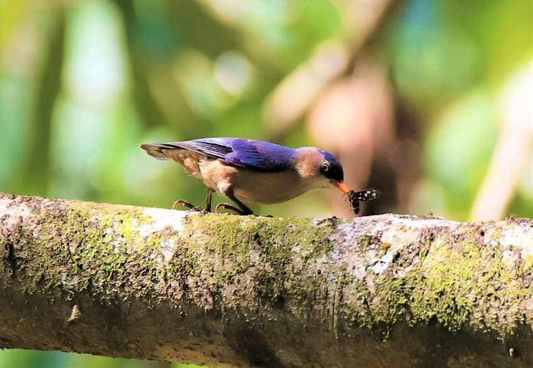 Kerala bird diversity, Kerala birds, Kerala's bird atlas, Kerala news, Kerala volunteers, Kerala forests, Indian express