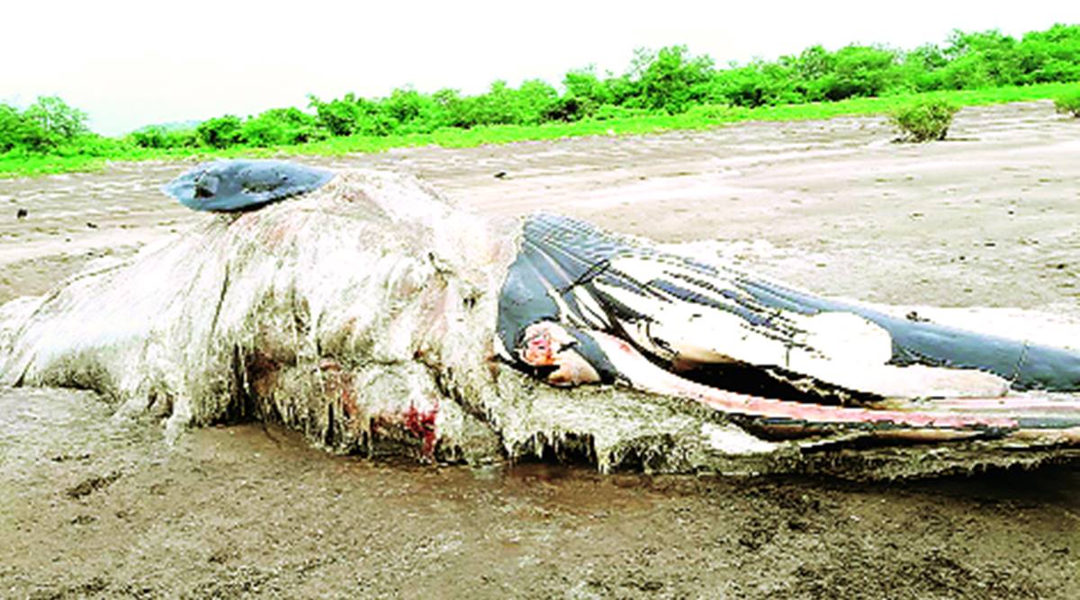 Alibaug: Tissue samples of whale carcass sent for DNA analysis | Mumbai