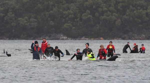 australia whale kills, whales, beached whales australia beach, whale kills australia, australian whales, indian express