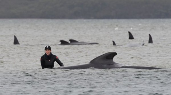 australia whale death, whales, beached whales australia beach, whale death australia, australian whales, indian express