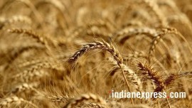 minimum support price, MSP scare, Farm bill, Wheat farmers, Paddy farmers, Agriculture news, Indian express news