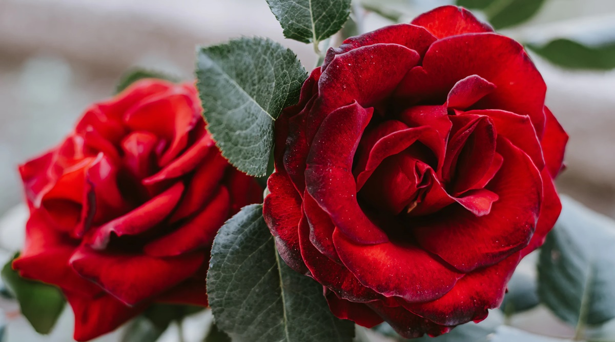 World Rose Day 2020: Here's everything you need to know ...