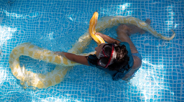 meet the israeli child who takes a 11-foot pet python