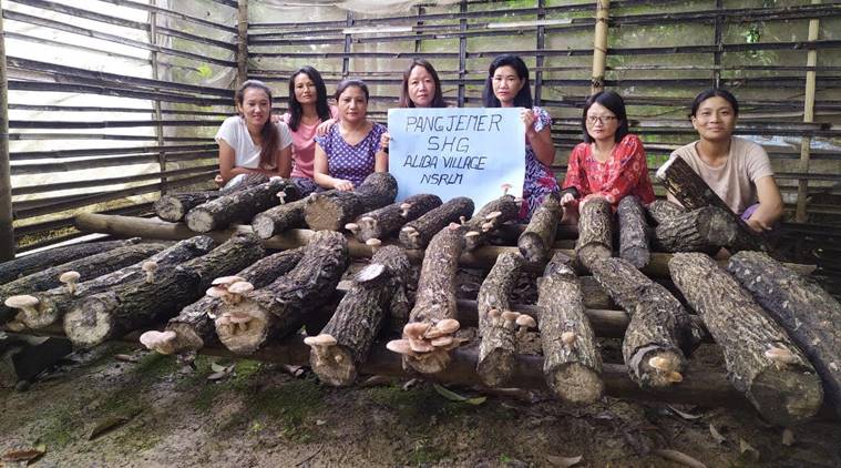 Nagaland, Nagaland mushroom business, Nagaland’s Mokokchung district, Oyster mushroom cultivation, Mushroom ivestments, Mushroom growing farmers, Indian express