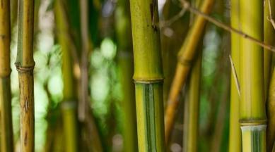 After Bamboo Cookies And Bottles Tripura Launches Bamboo Rice Cm Deb Says It Will Be Economically Profitable North East India News The Indian Express