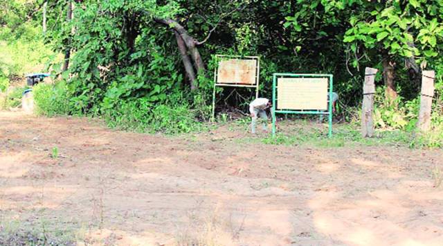 Berwala Bird Safari being cleaned and repaired. (Express photo)