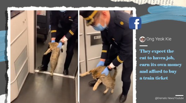 cat escorted out of train, train guard removes cat, cat without ticket, train staff remove cat coach, cat video, viral videos, funny cat videos, indian express