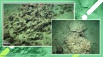 Great Barrier Reef, Great Barrier Reef expedition, Great Barrier Reef taller than empire state building, Massive Great Barrier Reef, Australia, Schmidt Ocean Institute, Schmidt Ocean Institute Great Barrier Reef expedition, Trending news, Indian Express news.