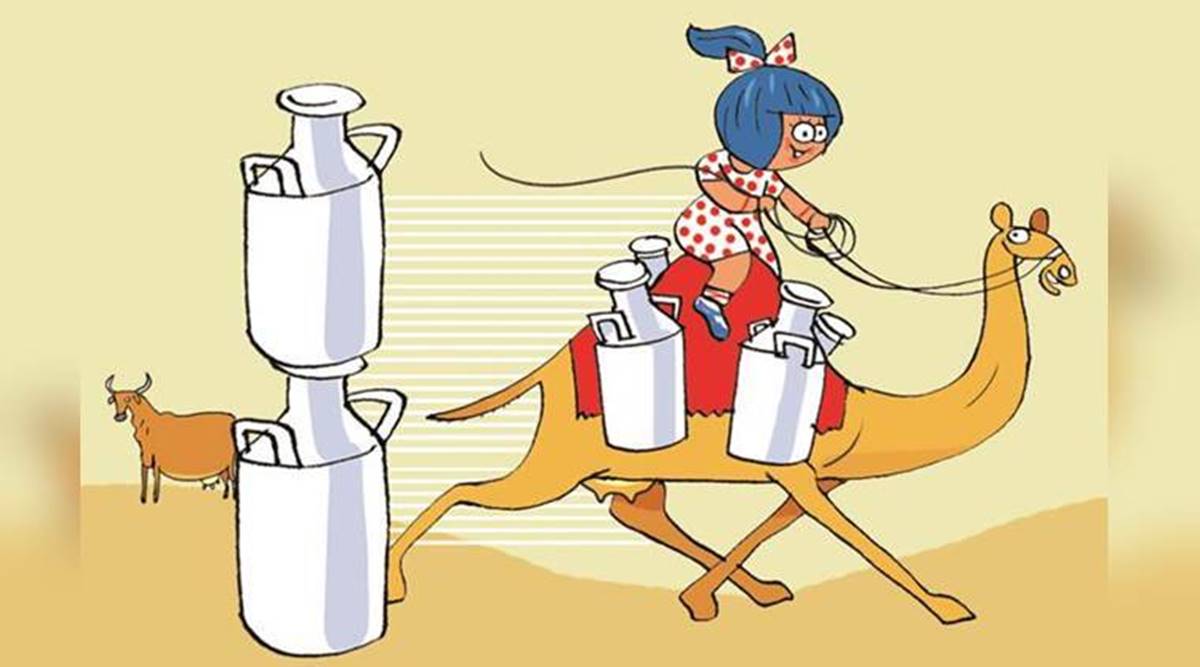 treated camel milk, packaged Camel milk, Gujarat Cooperative Milk Marketing Federation, Rajkot news, Gujarat news, Indian express news