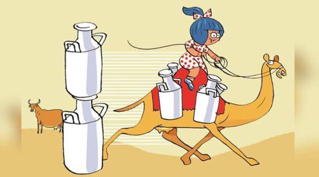 treated camel milk, packaged Camel milk, Gujarat Cooperative Milk Marketing Federation, Rajkot news, Gujarat news, Indian express news