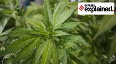 cannabis, cannabis drug, cannabis in india, cannabis ban, cannabis illegal, cannabis legal, ganja india, charas india, cannabis narcotic drug