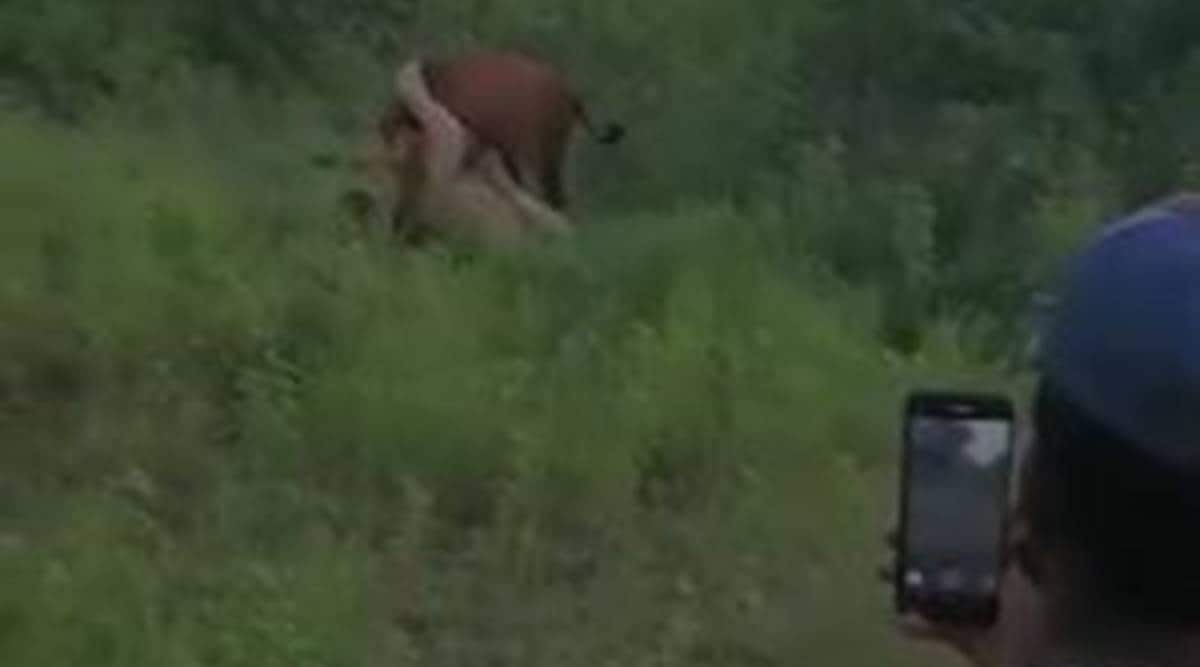 gir forest, gir forest lion video, lion attacking cow video gir forest, asiatic lions