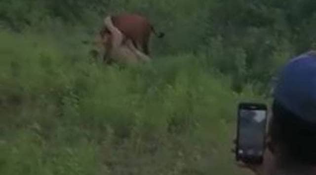 gir forest, gir forest lion video, lion attacking cow video gir forest, asiatic lions gujarat, gujarat news