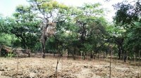 Delhi city news, Central Ridge, Central Ridge tree plantation, environment ministry delhi, delhi tree plantation, delhi Central Ridge