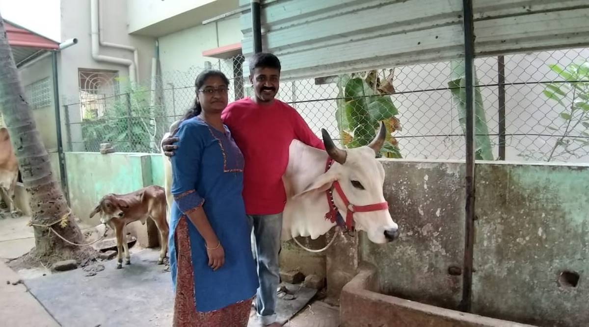This Chennai IT Couple Run A Dairy Farm From Their Garage Cities News