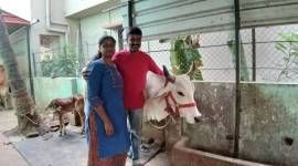 Chennai news, Chennai it couple sells milk, Chennai cow sellers, Chennai it couple dairy farm