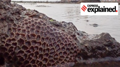 Mumbai, Mumbai news, Mumbai corals, Mumbai translocating corals, Mumbai coast corals, Mumbai Coastal Road Project, Indian Express