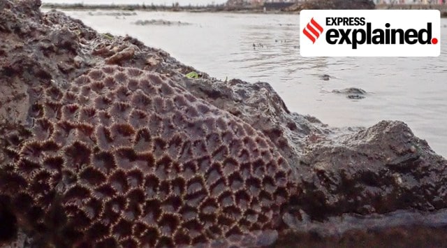 Mumbai, Mumbai news, Mumbai corals, Mumbai translocating corals, Mumbai coast corals, Mumbai Coastal Road Project, Indian Express