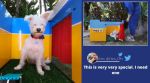 Dog, Dog photo booth, dog selfies, Simone Giertz, Simone Giertz dog photo booth, Lego photo booth for dogs, Viral video, Dog videos, Trending news, Indian Express news