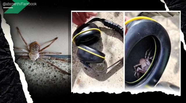 spider in headphone, man finds spider in headphones, perth man spider inside headphones, huntsman spider, viral spider videos, indian express