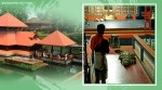 Kerala temple crocodile, Babiya crocodile Kerala temple, Kerala Kasargod temple, Sri Ananthapadmanabha Swamy Lake Temple, Ananthapura temple crocodile, Ananthapadmanabha Swamy Lake Temple crocodile, Kerala news, trending news, Indian Express news