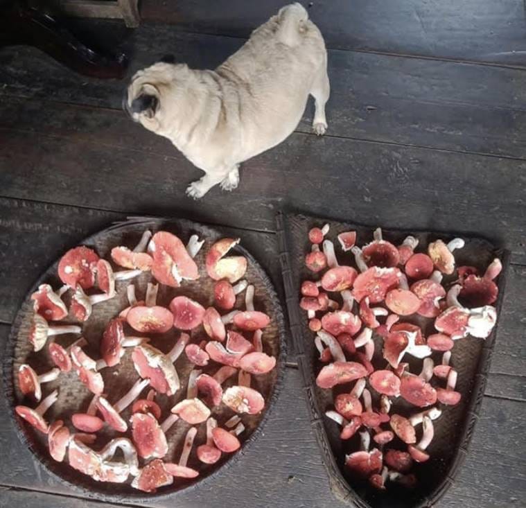 Nagaland, Nagaland mushroom business, Nagaland’s Mokokchung district, Oyster mushroom cultivation, Mushroom ivestments, Mushroom growing farmers, Indian express