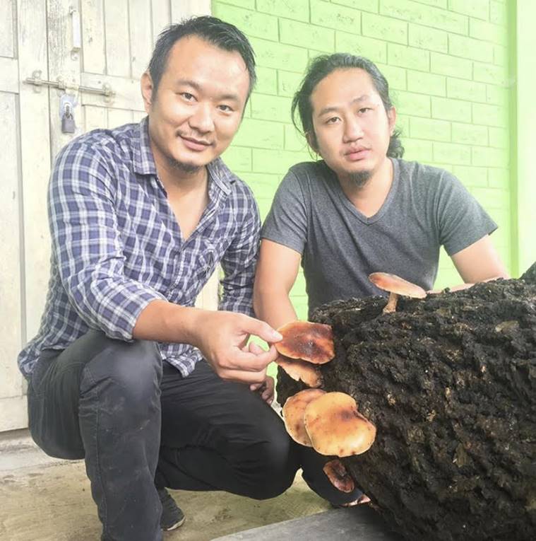 Nagaland, Nagaland mushroom business, Nagaland’s Mokokchung district, Oyster mushroom cultivation, Mushroom ivestments, Mushroom growing farmers, Indian express