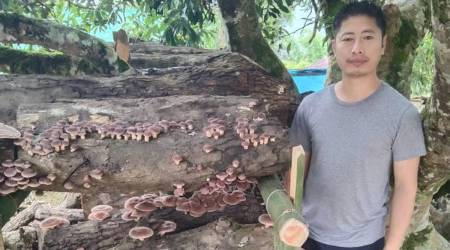 Nagaland, Nagaland mushroom business, Nagaland’s Mokokchung district, Oyster mushroom cultivation, Mushroom ivestments, Mushroom growing farmers, Indian express