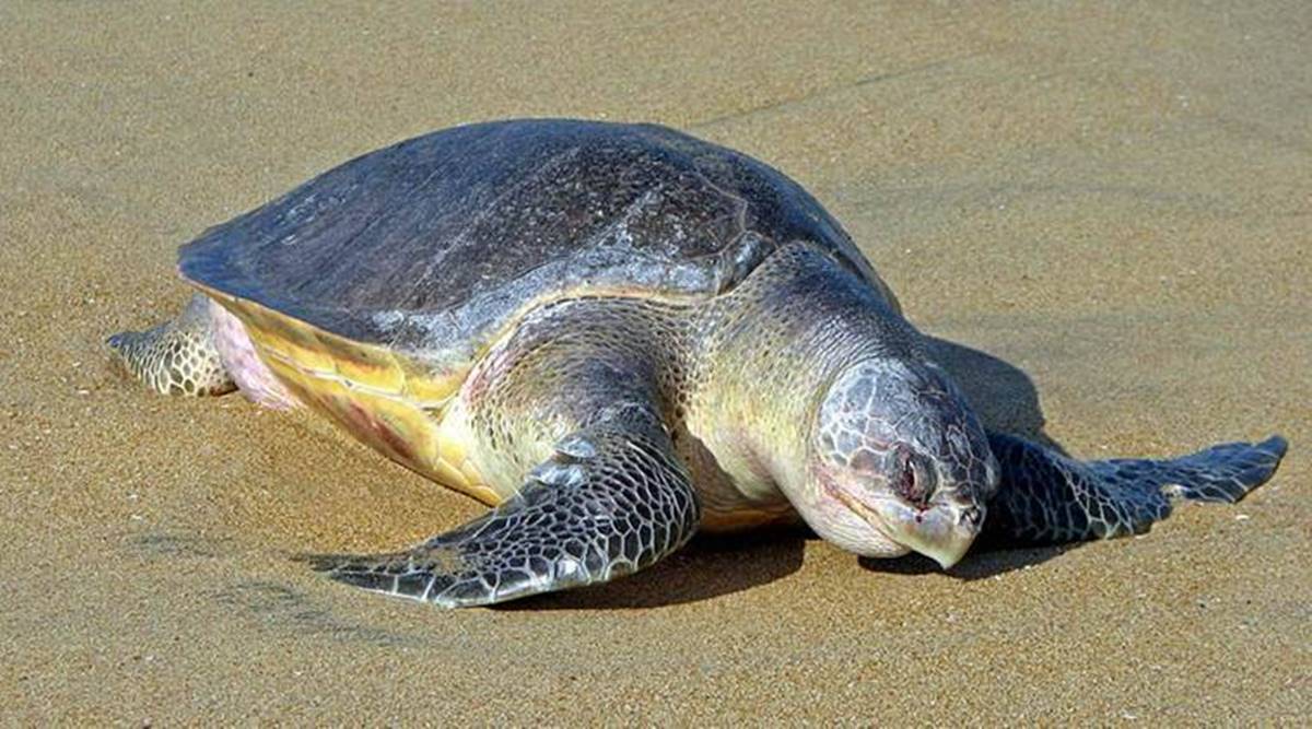 Rs 987 Lakh Project Maharashtra Govt Nod For Satellite Tagging Of Olive Ridley Turtles Along 