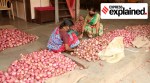 Onion prices, onions, onion prices india, onion prices explained, onion trade, vegetable prices, high vegetable prices, indian express