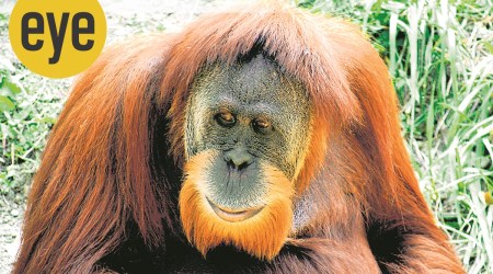 Primate, gorilla, chimpanzee, bonobo, Hoolock gibbon, Dian Fossey, silverback, Jane Goodall, Birute Galdikas, Ranjit Lal, Down in Jungleland, indianexpress, sunday eye, eye 2020,