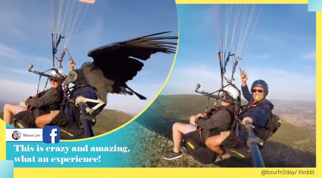 vulture paragliding, vulture lands on selfie stick, vulture join tandem paragliding duo, vulture sit on selfie stick paragliding, parahawking, viral video, indian express