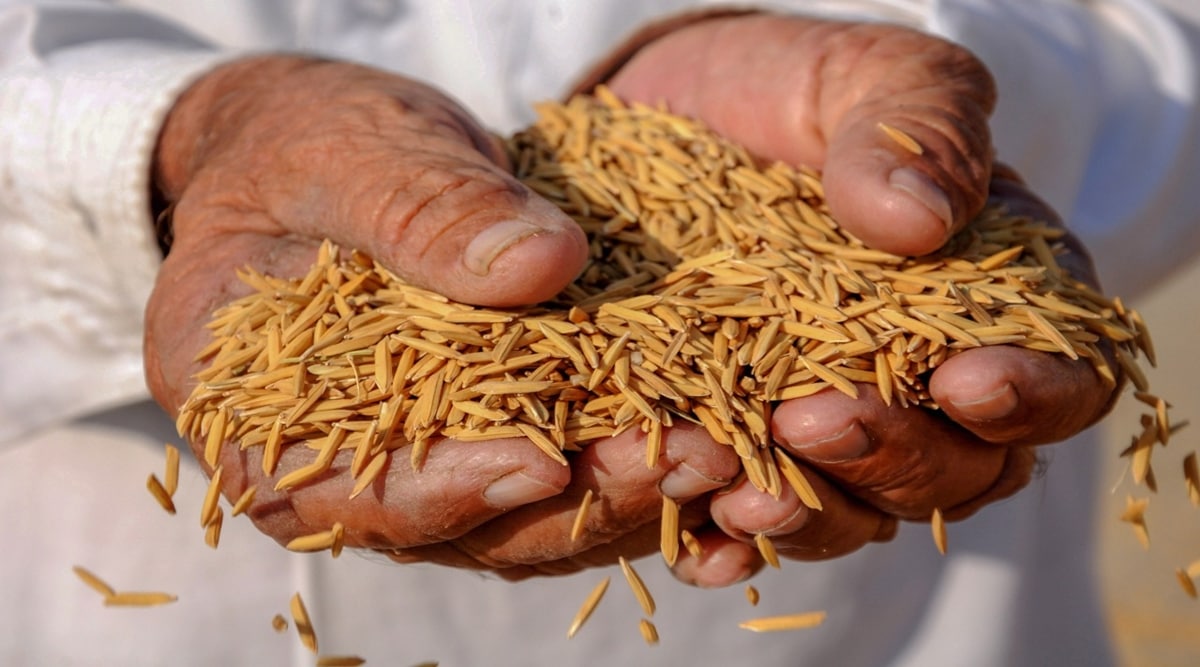 In Punjab markets, MSP no guarantee for crops other than wheat, paddy |  Cities News,The Indian Express