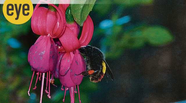 living organism, ranjit lal column, ranjit lal sunday column, indian express, indian express news