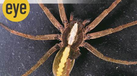 Ranjit Lal, Down in JungleLand, JA Baker, The Peregrine, phobia, fight-or-flight response, eye 2020, sunday eye, indian express news