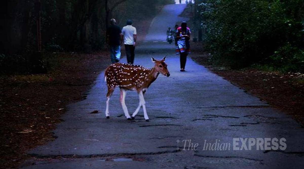 Sanjay Gandhi National Park, private vehicles not allowed, buses in SNGP, Mumbai news, Maharashtra news, Indian express news