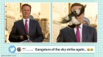 magpie attacks tv reporter, bird attack reporter live, live reporting interruptions, 9news reporter magpie attack, swooping season, australia swooping season, tv bloopers, indian express