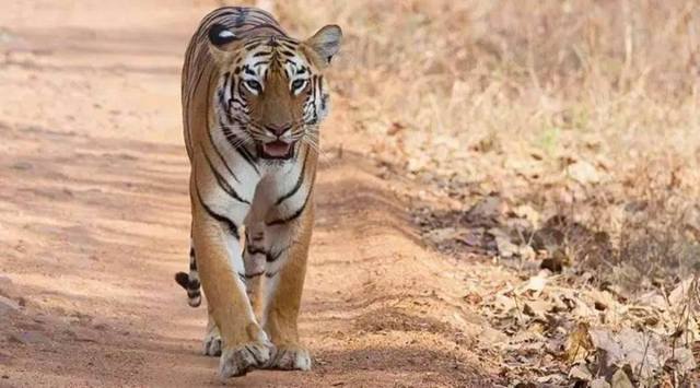 Rajura tiger, maharashtra tigers, latest news, maharashtra news, indian express
