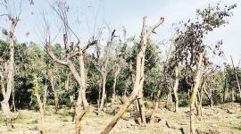 dwarka expressway, Kherki Daula toll plaza, dwarka gurgaon express way, dwarka tree transplantation, delhi city news, delhi tree transplantation