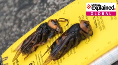 Explained: The furry puss caterpillars, murder hornets terrorising