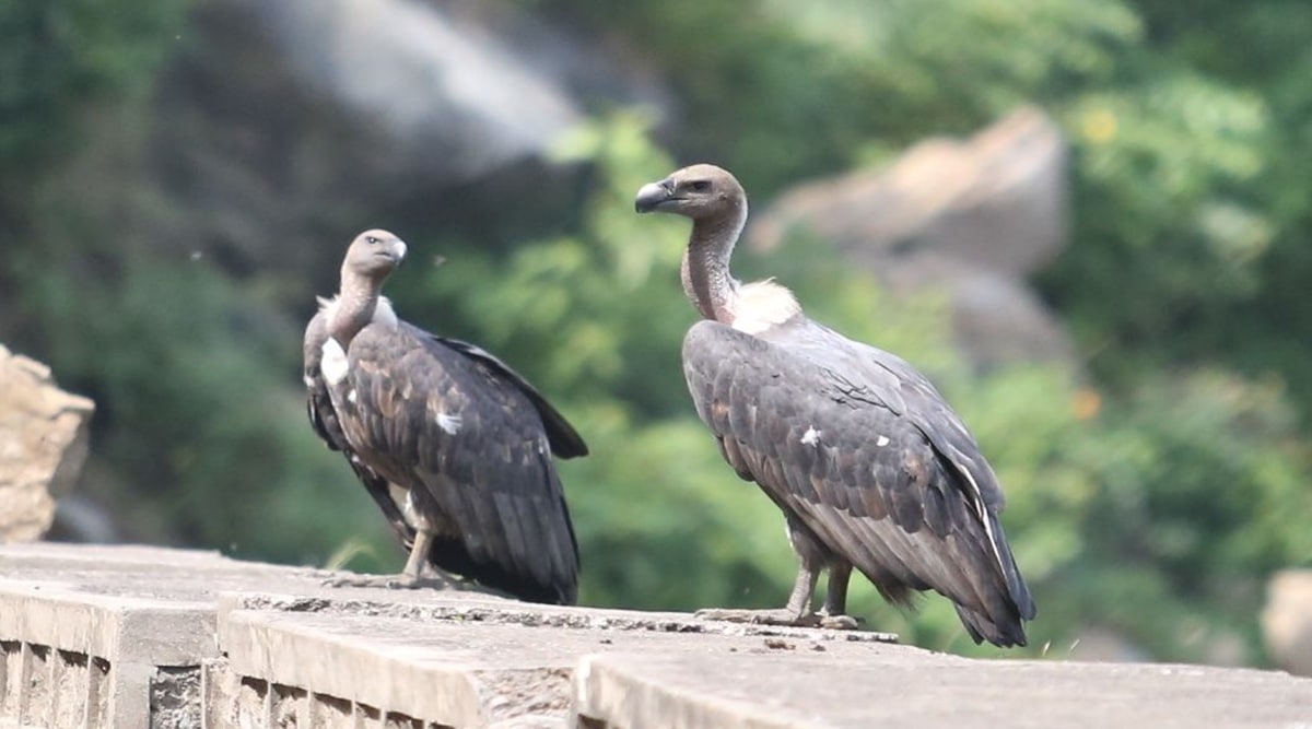White-backed vultures, Morni hills, Haryana