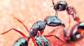 nature lovers, Natural biodiversity, small creatures, Punjab news, Indian express news