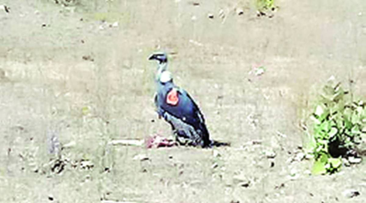 Three released vultures adapt to wilderness, tracing own source of food