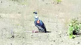 Three released vultures adapt to wilderness, tracing own source of food
