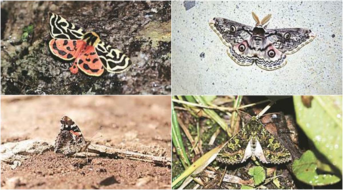 Climate change driving butterflies, moths higher up Himalayas: study - The Indian Express