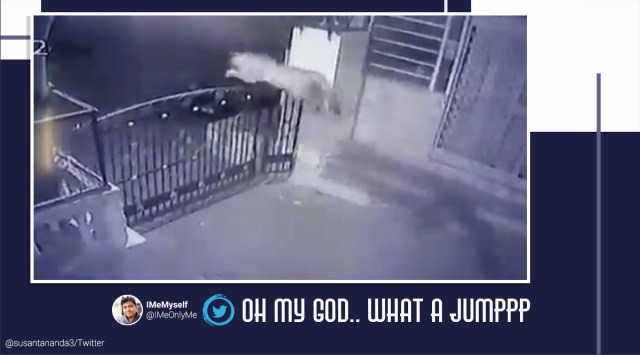 leopard, leopard jumps gate, prey chase, wild chase, animal videos, leopard videos, wild cat