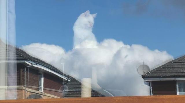 cat, cat illusion, perfect cat illusion, optical illusion, photoshop, natural photoshop, trending news, indian express news