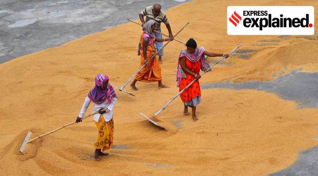 Labours spread rice to dry on the ground at a rice mill factory on the outskirts of Agartala. (Express photo by Abhisek Saha)