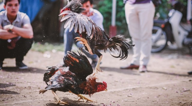 Filipino Police Officer Gets Killed By Rooster After Raiding Illegal 