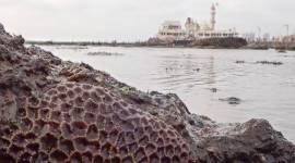 Mumbai coastal road project, CRZ notification, Mumbai city news, mumbai coastal project coral removal, marine drive, worli, bandra